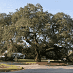 Saved the Big Oak
