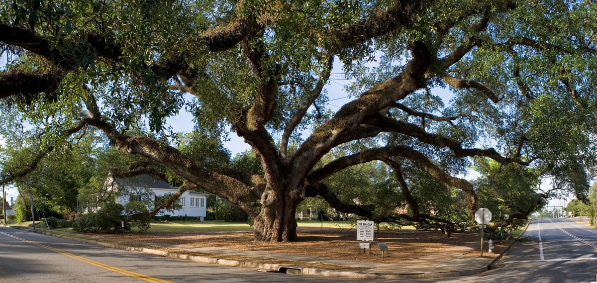 Saved the Big Oak