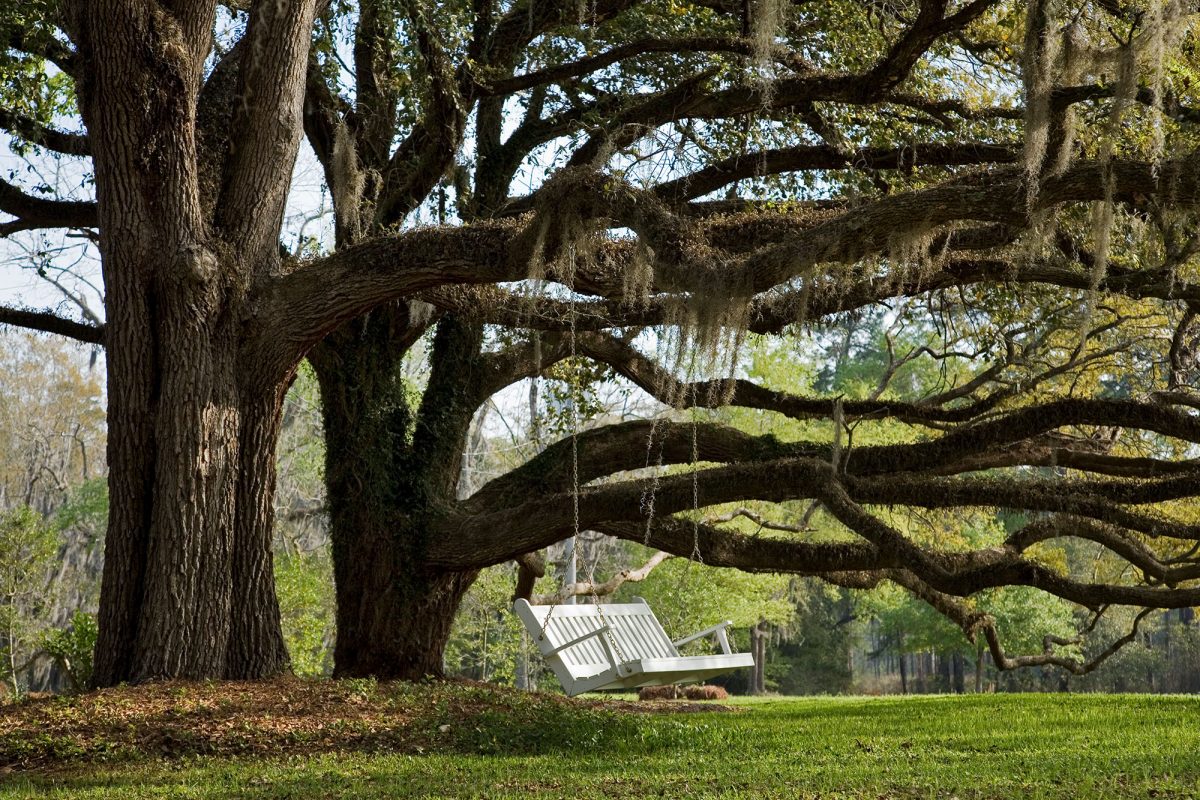 Thomasville Oak Trees
