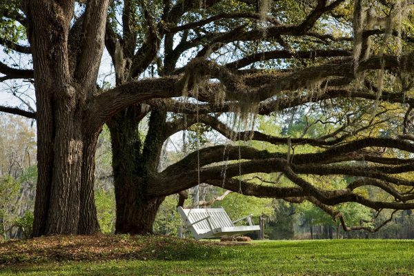 Thomasville Oak Trees